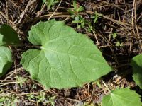 heartleaf arnica (<em>Arnica cordifolia</em>)