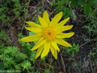 heartleaf arnica (<em>Arnica cordifolia</em>)