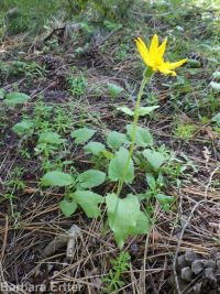 heartleaf arnica (<em>Arnica cordifolia</em>)