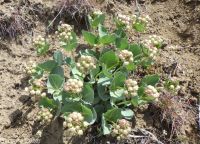 pallid, jewel, or Davis's milkweed, cow-cabbage (<em>Asclepias cryptoceras ssp. davisii</em>)