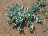 pallid, jewel, or Davis's milkweed, cow-cabbage (<em>Asclepias cryptoceras ssp. davisii</em>)