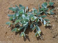 pallid, jewel, or Davis's milkweed, cow-cabbage (<em>Asclepias cryptoceras ssp. davisii</em>)