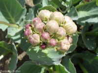 pallid, jewel, or Davis's milkweed, cow-cabbage (<em>Asclepias cryptoceras ssp. davisii</em>)