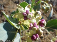 pallid, jewel, or Davis's milkweed, cow-cabbage (<em>Asclepias cryptoceras ssp. davisii</em>)