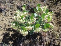 pallid, jewel, or Davis's milkweed, cow-cabbage (<em>Asclepias cryptoceras ssp. davisii</em>)