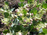 pallid, jewel, or Davis's milkweed, cow-cabbage (<em>Asclepias cryptoceras ssp. davisii</em>)