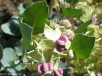 pallid, jewel, or Davis's milkweed, cow-cabbage (<em>Asclepias cryptoceras ssp. davisii</em>)