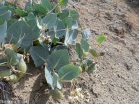 pallid, jewel, or Davis's milkweed, cow-cabbage (<em>Asclepias cryptoceras ssp. davisii</em>)