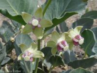 pallid, jewel, or Davis's milkweed, cow-cabbage (<em>Asclepias cryptoceras ssp. davisii</em>)