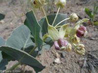 pallid, jewel, or Davis's milkweed, cow-cabbage (<em>Asclepias cryptoceras ssp. davisii</em>)
