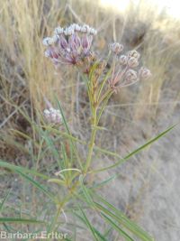 narrowleaf or Mexican milkweed (<em>Asclepias fascicularis</em>)