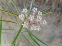 narrowleaf or Mexican milkweed (<em>Asclepias fascicularis</em>)