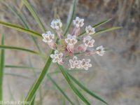 narrowleaf or Mexican milkweed (<em>Asclepias fascicularis</em>)