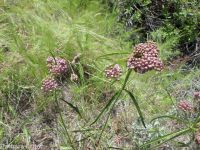 narrowleaf or Mexican milkweed (<em>Asclepias fascicularis</em>)