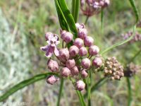 narrowleaf or Mexican milkweed (<em>Asclepias fascicularis</em>)
