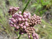 narrowleaf or Mexican milkweed (<em>Asclepias fascicularis</em>)