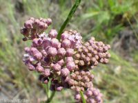 narrowleaf or Mexican milkweed (<em>Asclepias fascicularis</em>)