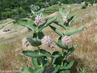 showy milkweed (<em>Asclepias speciosa</em>)