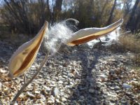showy milkweed (<em>Asclepias speciosa</em>)