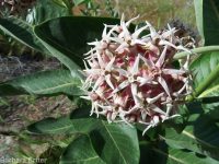 showy milkweed (<em>Asclepias speciosa</em>)