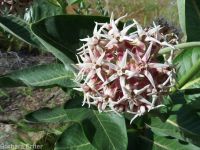 showy milkweed (<em>Asclepias speciosa</em>)