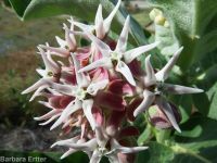 showy milkweed (<em>Asclepias speciosa</em>)