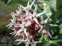 showy milkweed (<em>Asclepias speciosa</em>)