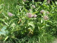 showy milkweed (<em>Asclepias speciosa</em>)