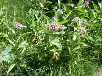 showy milkweed (<em>Asclepias speciosa</em>)