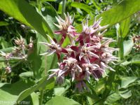 showy milkweed (<em>Asclepias speciosa</em>)