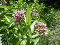 showy milkweed (<em>Asclepias speciosa</em>)