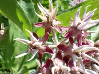 showy milkweed (<em>Asclepias speciosa</em>)