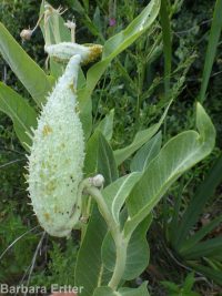 showy milkweed (<em>Asclepias speciosa</em>)