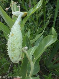 showy milkweed (<em>Asclepias speciosa</em>)