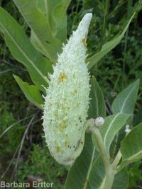showy milkweed (<em>Asclepias speciosa</em>)