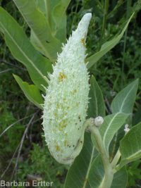 showy milkweed (<em>Asclepias speciosa</em>)