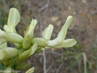 Boise milkvetch (<em>Astragalus adanus</em>)