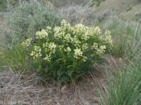 Boise milkvetch (<em>Astragalus adanus</em>)