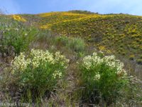 Boise milkvetch (<em>Astragalus adanus</em>)