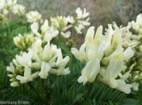 Boise milkvetch (<em>Astragalus adanus</em>)
