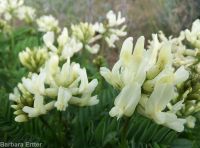 Boise milkvetch (<em>Astragalus adanus</em>)