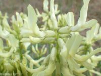 Boise milkvetch (<em>Astragalus adanus</em>)