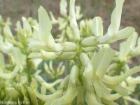 Boise milkvetch (<em>Astragalus adanus</em>)