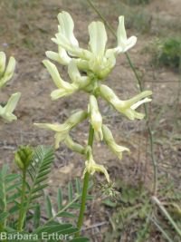 Boise milkvetch (<em>Astragalus adanus</em>)