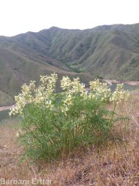 Boise milkvetch (<em>Astragalus adanus</em>)