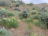 Boise milkvetch (<em>Astragalus adanus</em>)