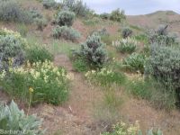 Boise milkvetch (<em>Astragalus adanus</em>)