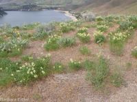 Boise milkvetch (<em>Astragalus adanus</em>)