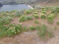Boise milkvetch (<em>Astragalus adanus</em>)