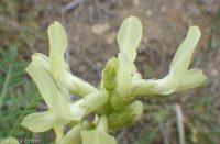 Boise milkvetch (<em>Astragalus adanus</em>)